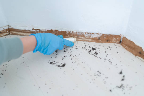Best Emergency Pest Control  in Pelican Rapids, MN